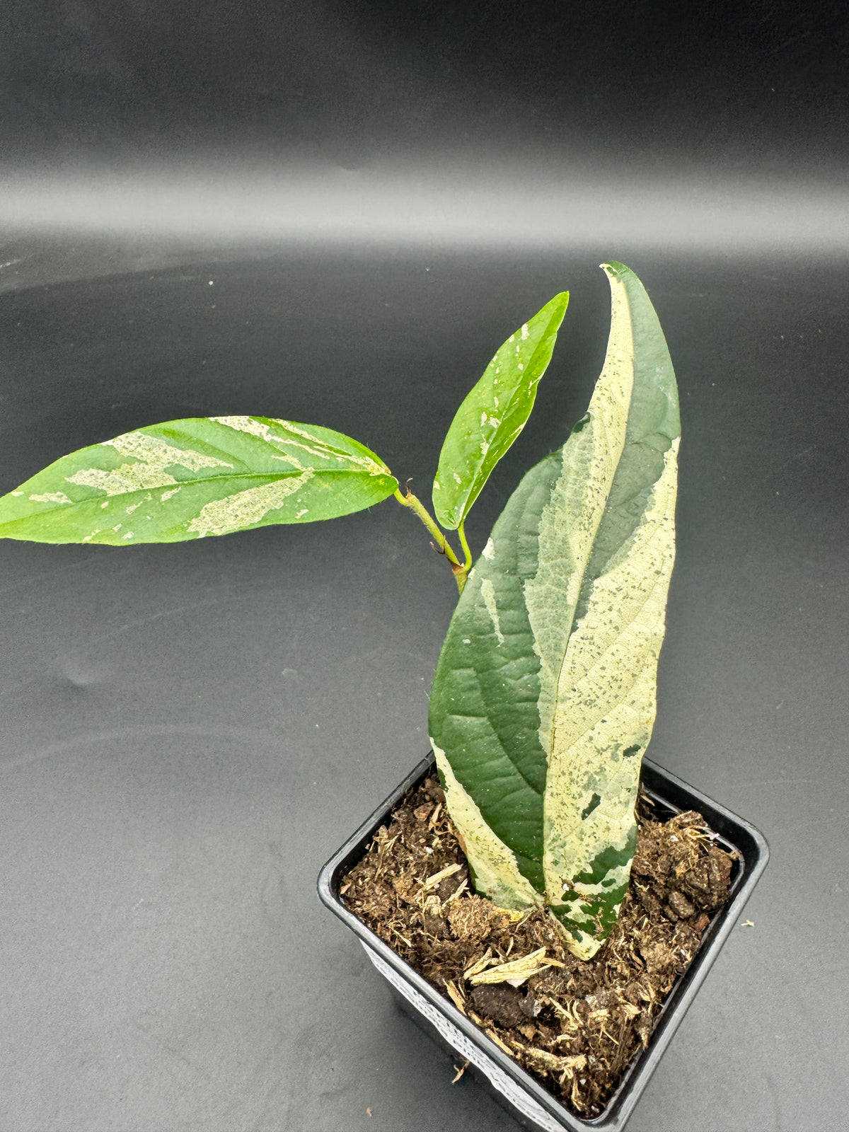 Ficus Sagittata Pink Variegata