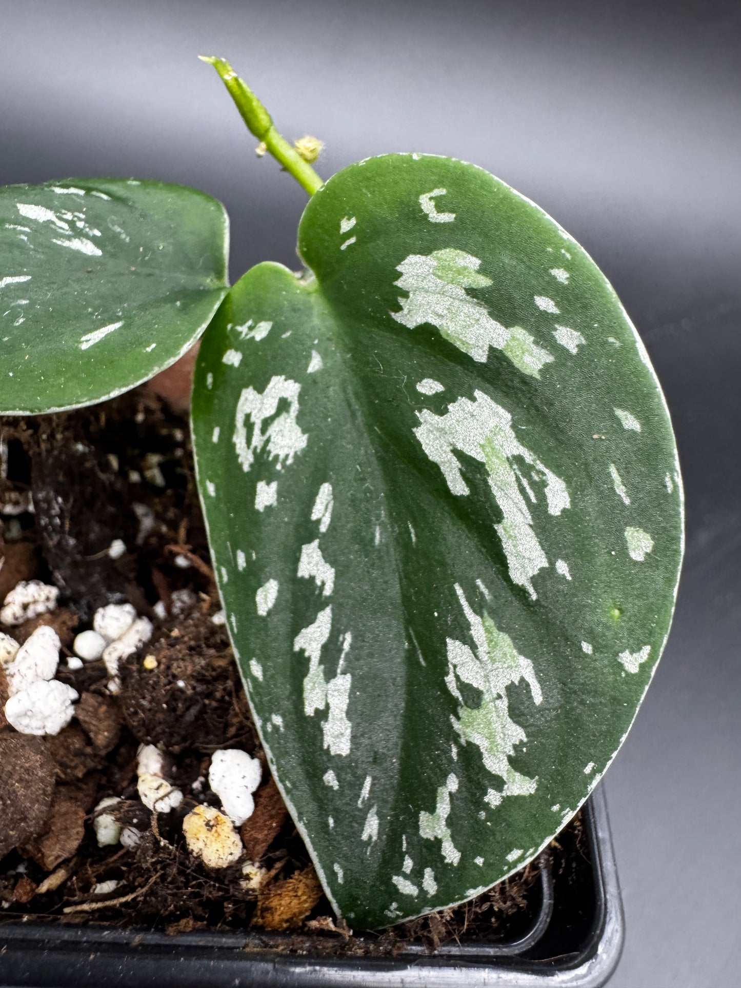 Scindapsus Tricolor sp Borneo