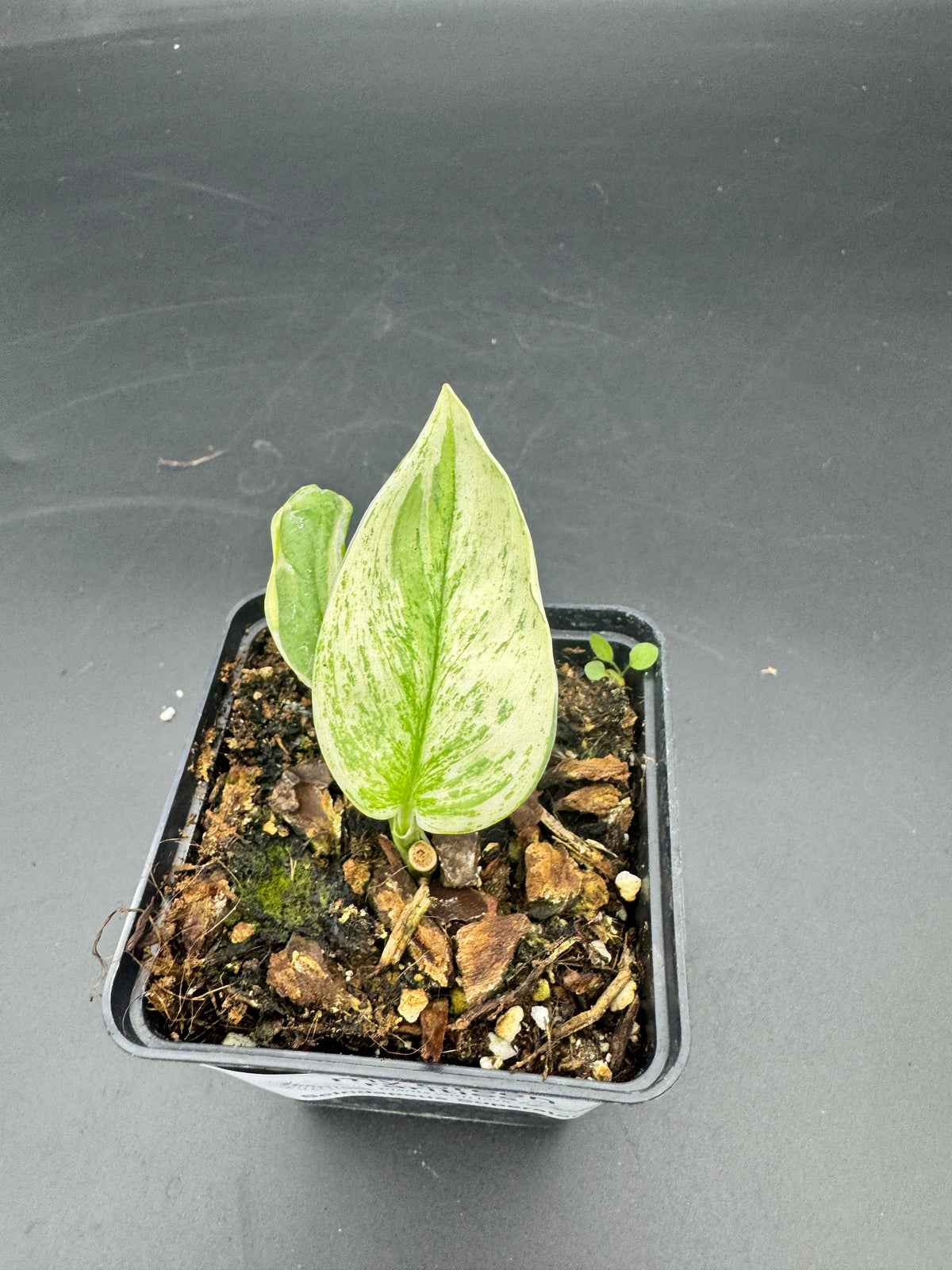 Scindapsus super Star