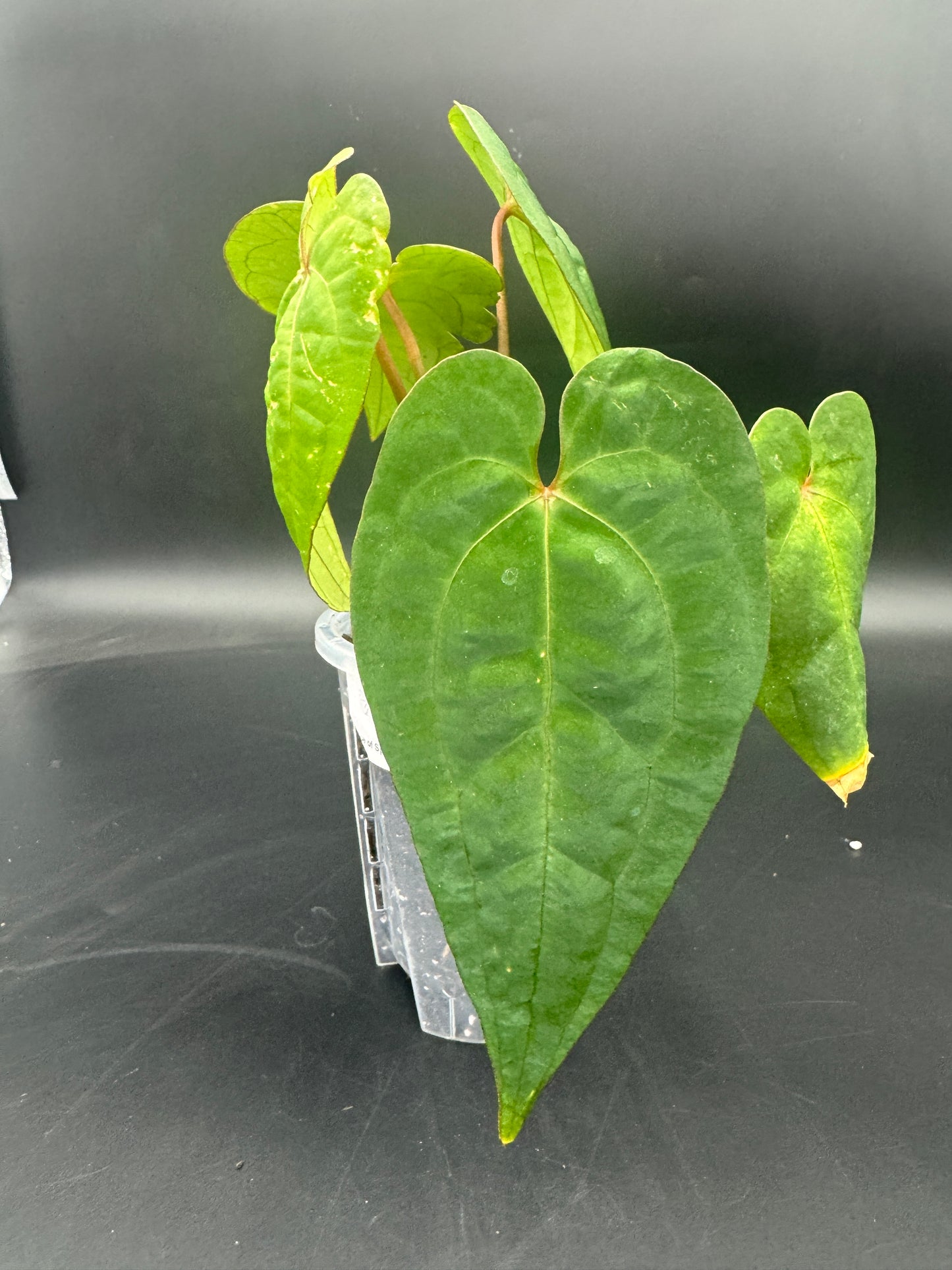 Anthurium Ace of Spades darkform
X Dark Phoenix