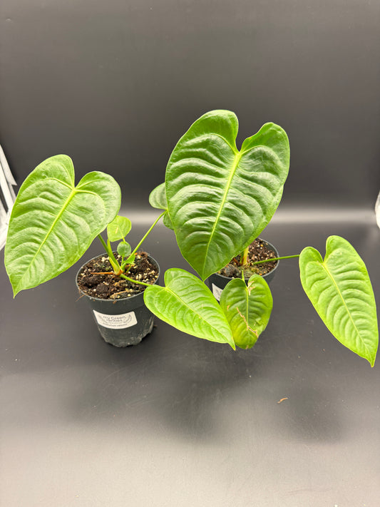 Anthurium Veitchii (L)