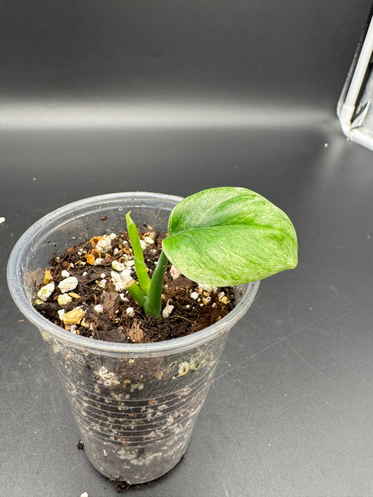 Scindapsus Treubii Ghost mint