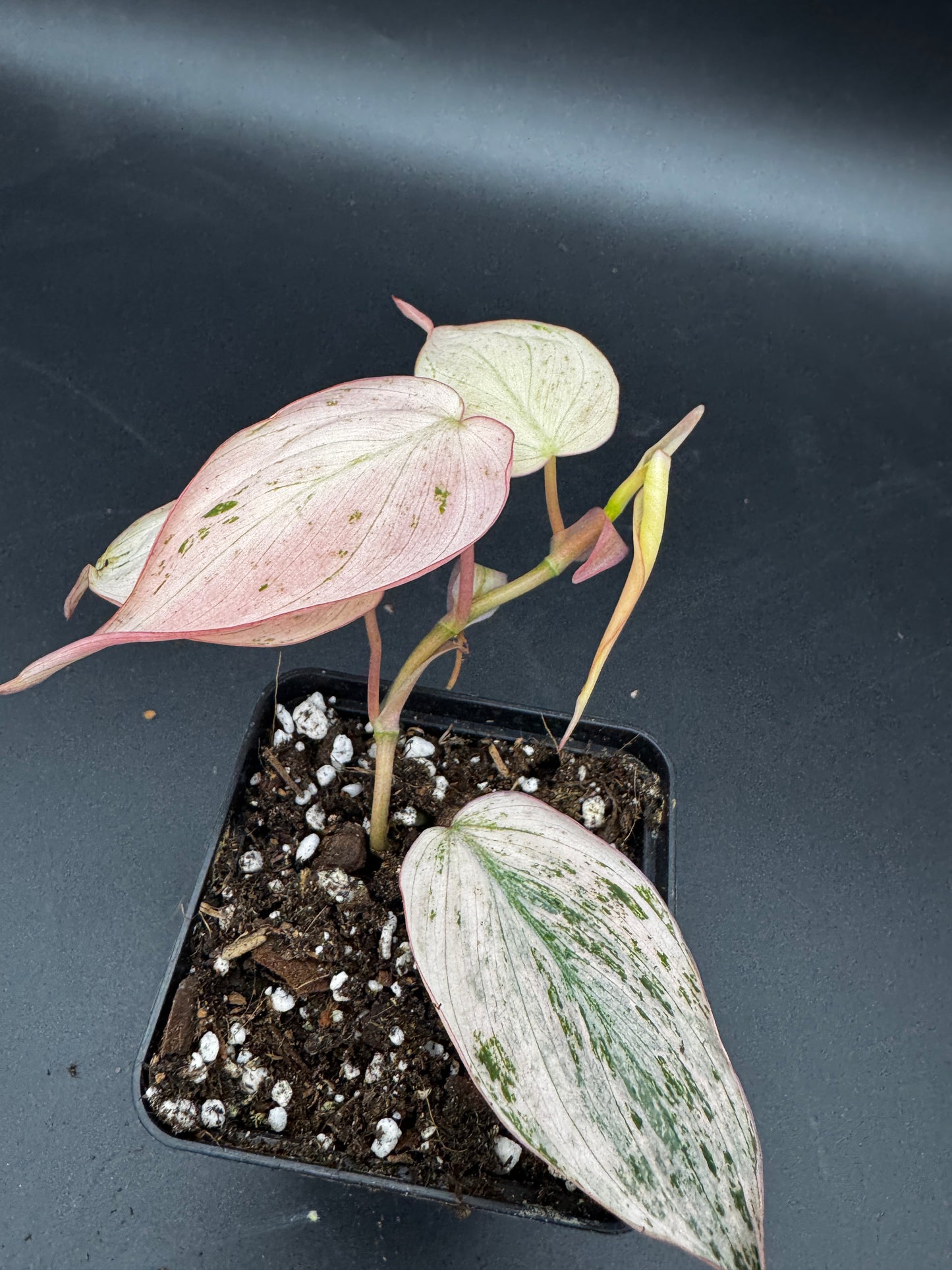 Philodendron micans pink marble variegata