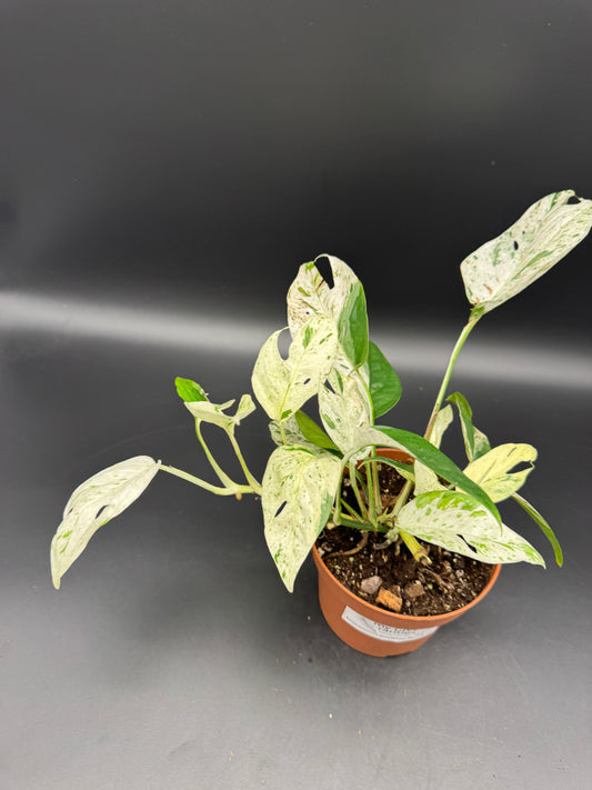 Epipremnum pinnatum marble variegata