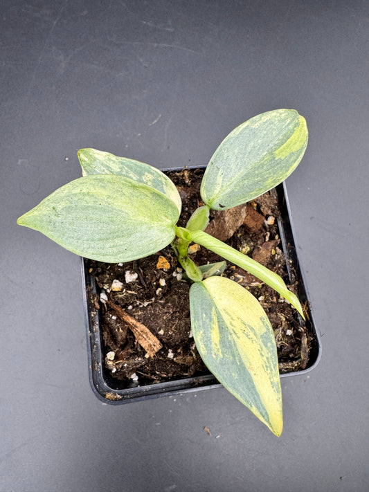 Philodendron Silver Sword variegata