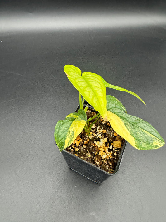 Monstera Siltepecana Aurea variegata