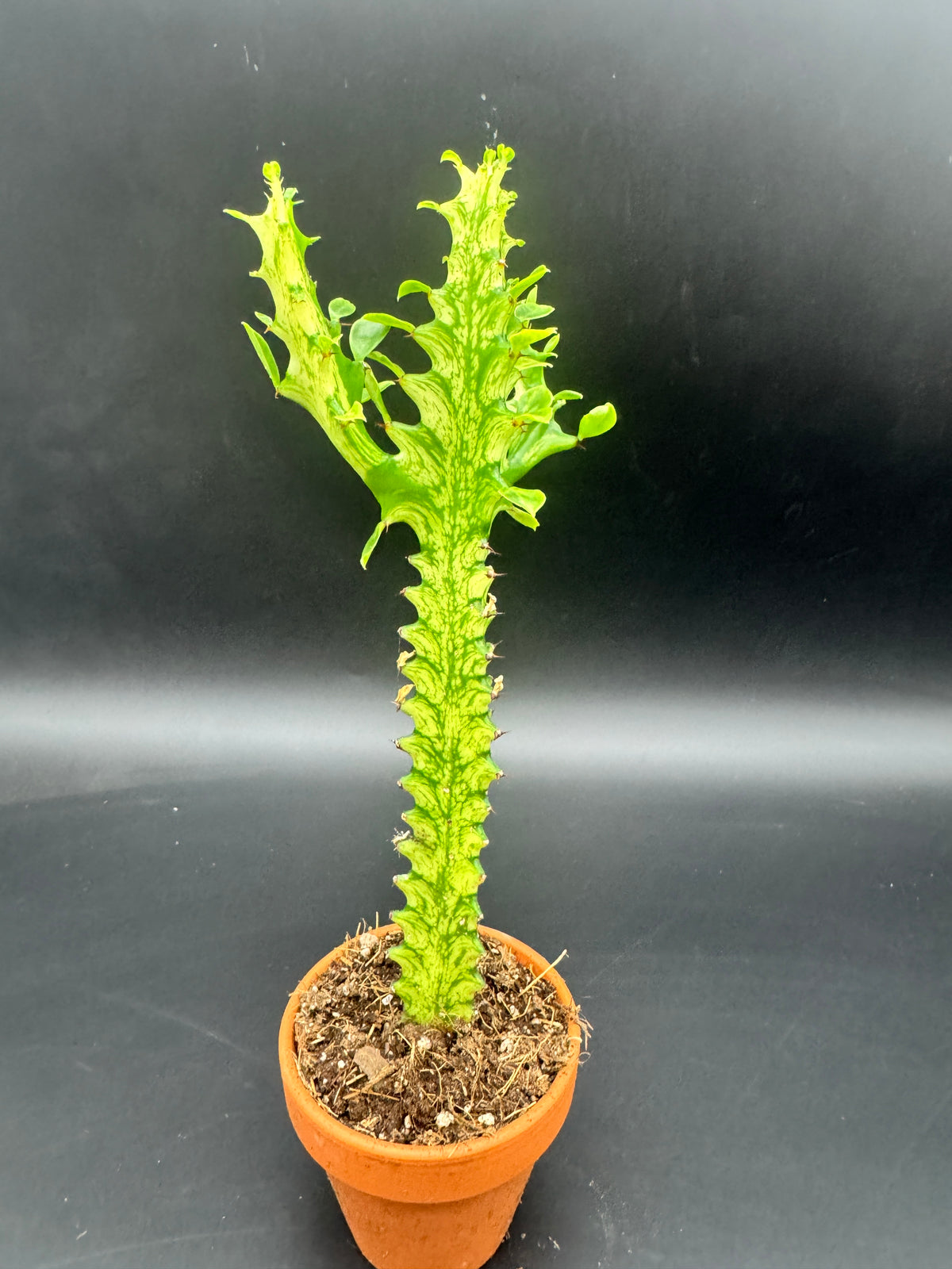 Euphorbia lactea ‘Variegata’