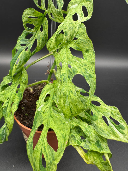 Monstera adansonii Frozen freckles