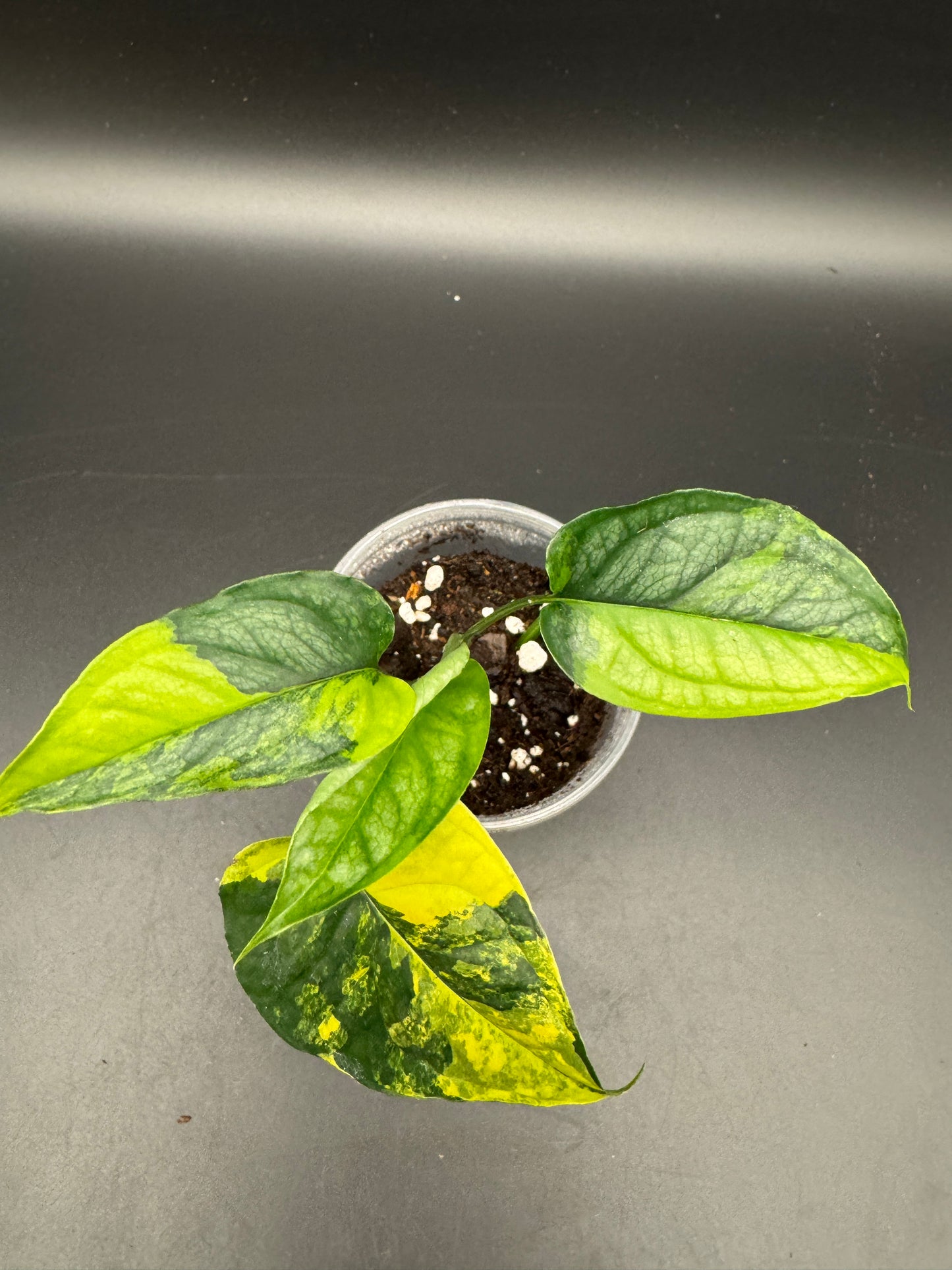 Monstera siltepecana Aurea