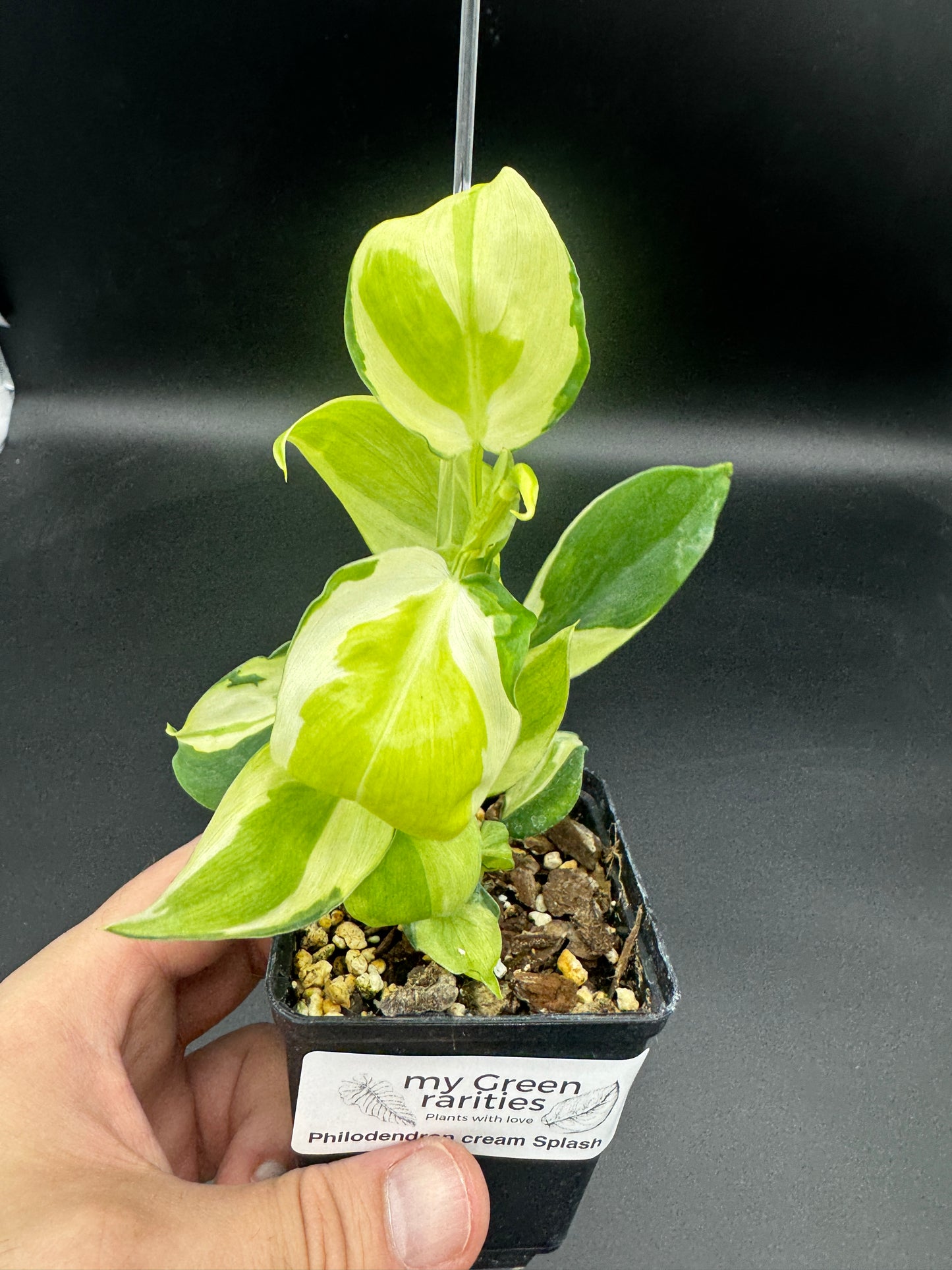 Philodendron cream splash