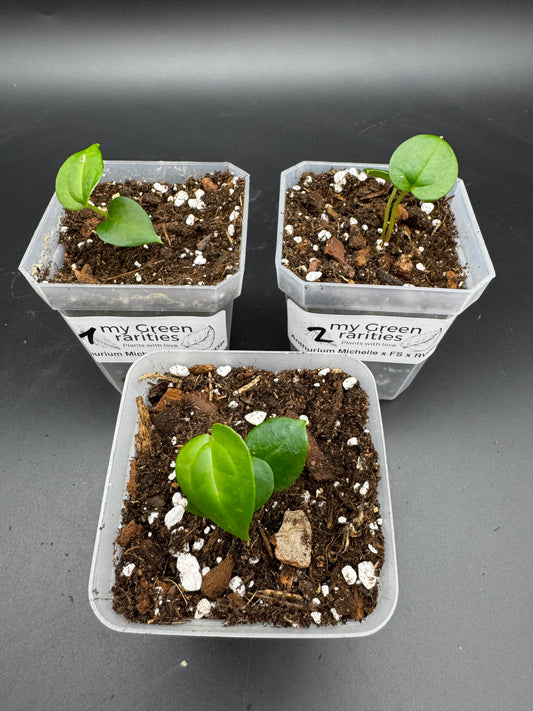Michelle Hybrid Selection Trio