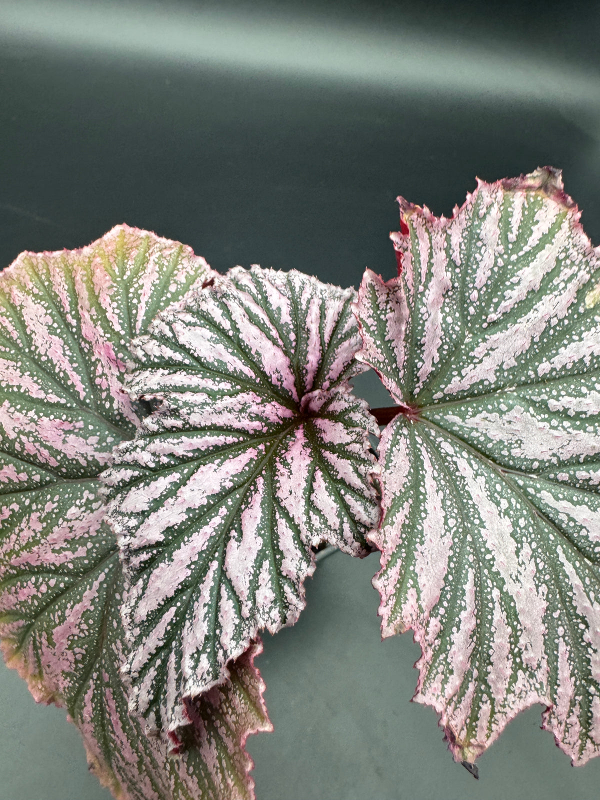 Begonia pink minx