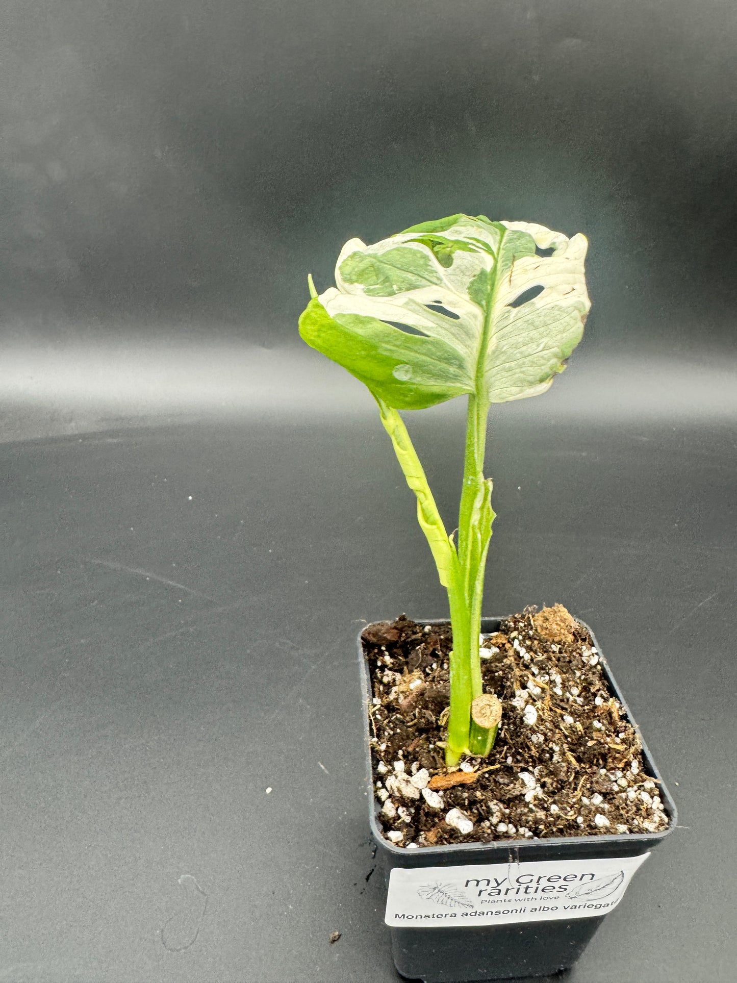Monstera Adansonii Albo variegata