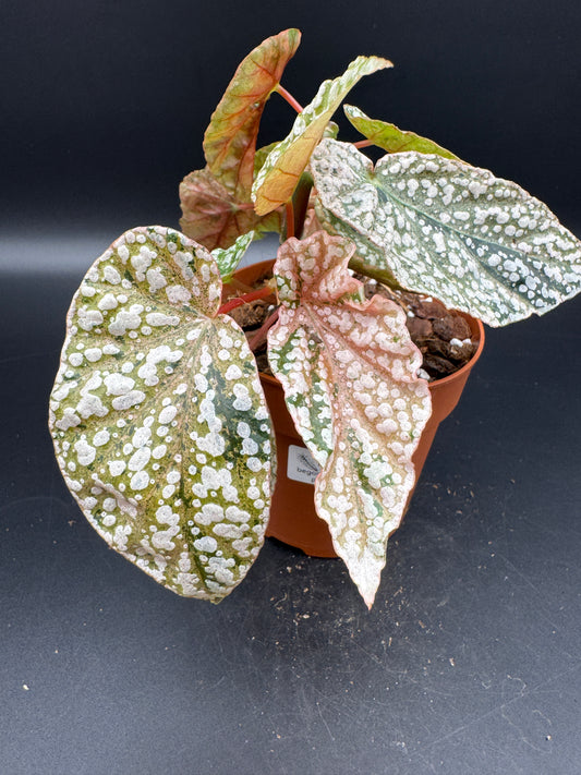 Begonia snow capped pink variegata