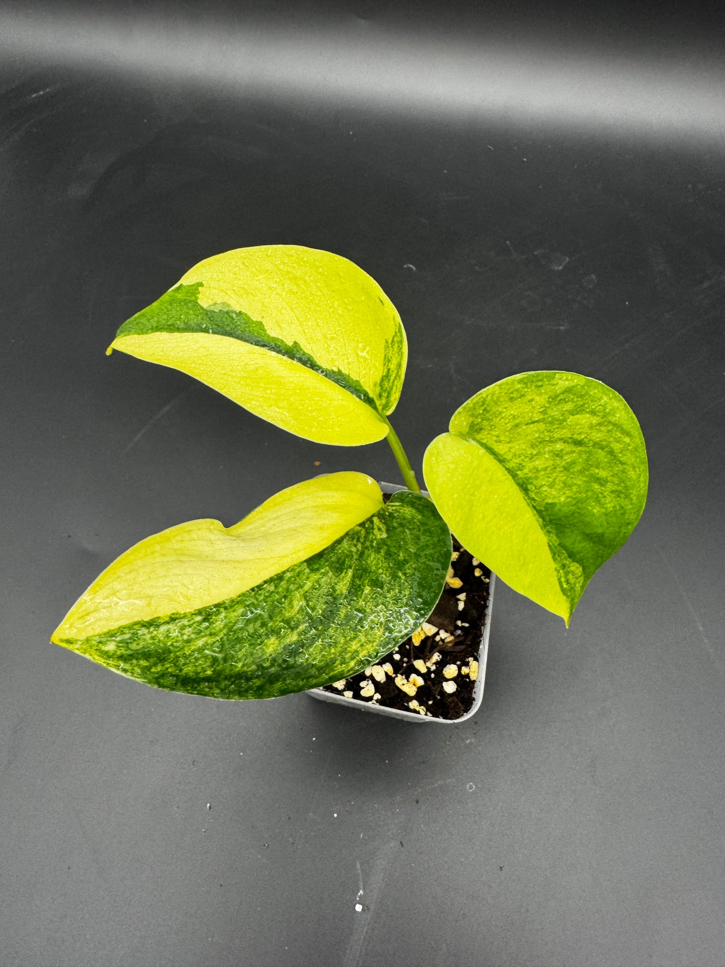 Scindapsus Jade Satin Aurea