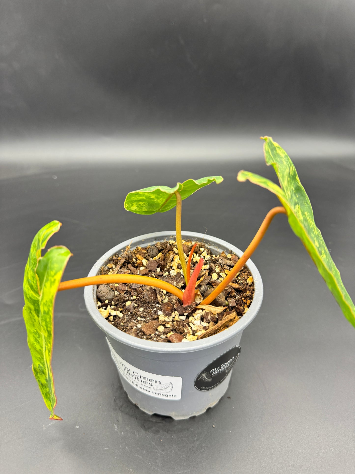 Philodendron Billietiae Variegata kein tc!!!