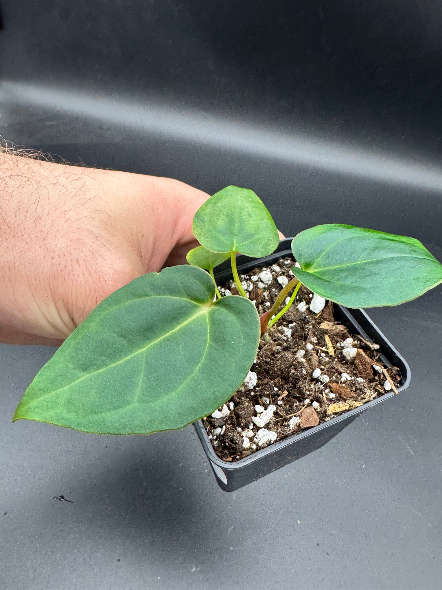 Anthurium Ace of spades df x gf x blue Papillilaminum