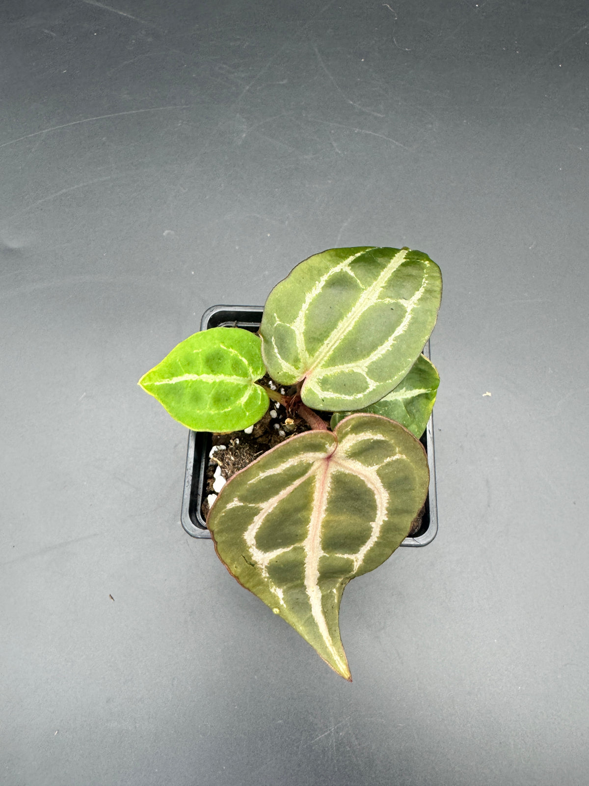 Anthurium Michelle x Michelle