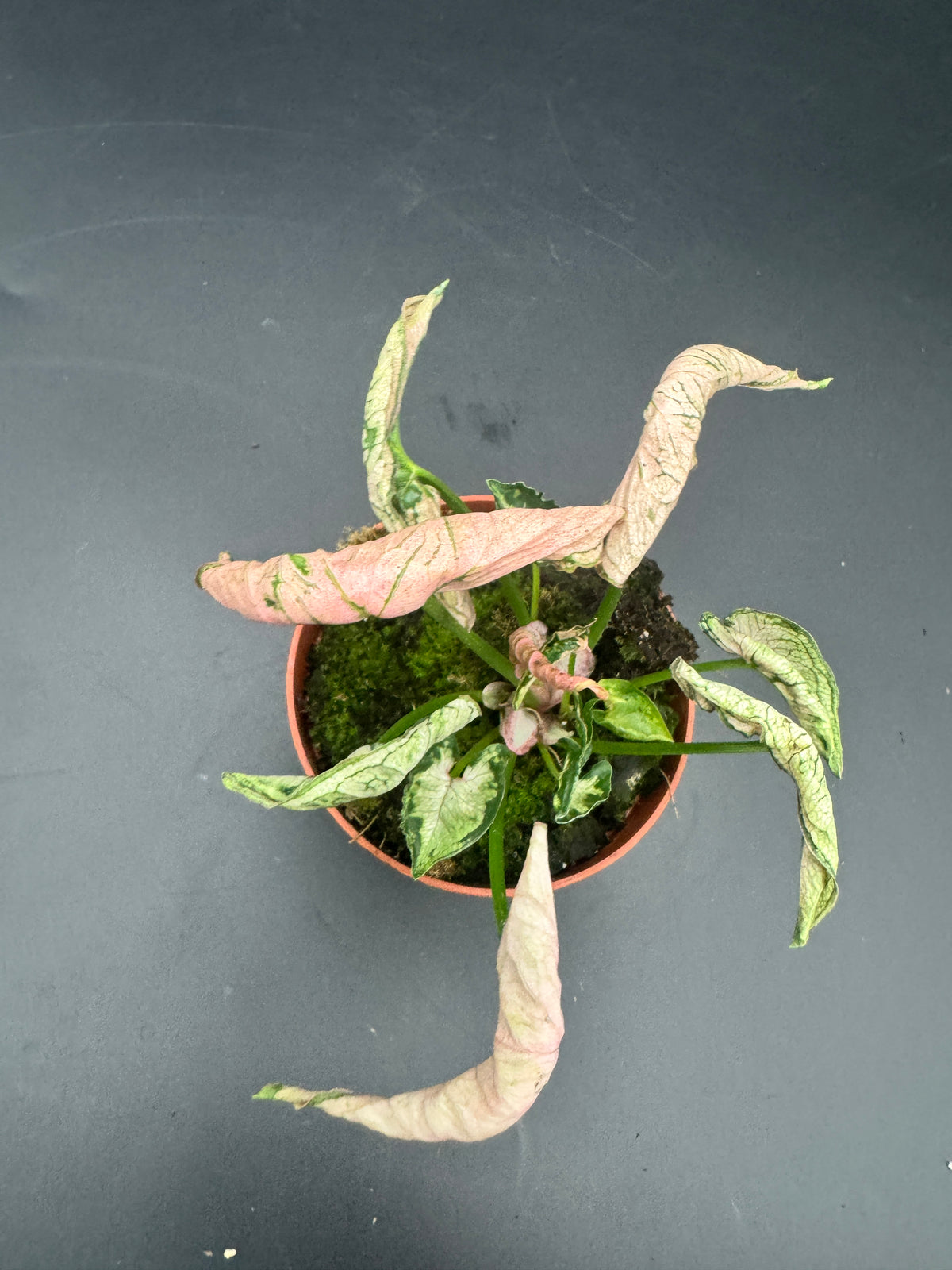 Syngonium pink rolli