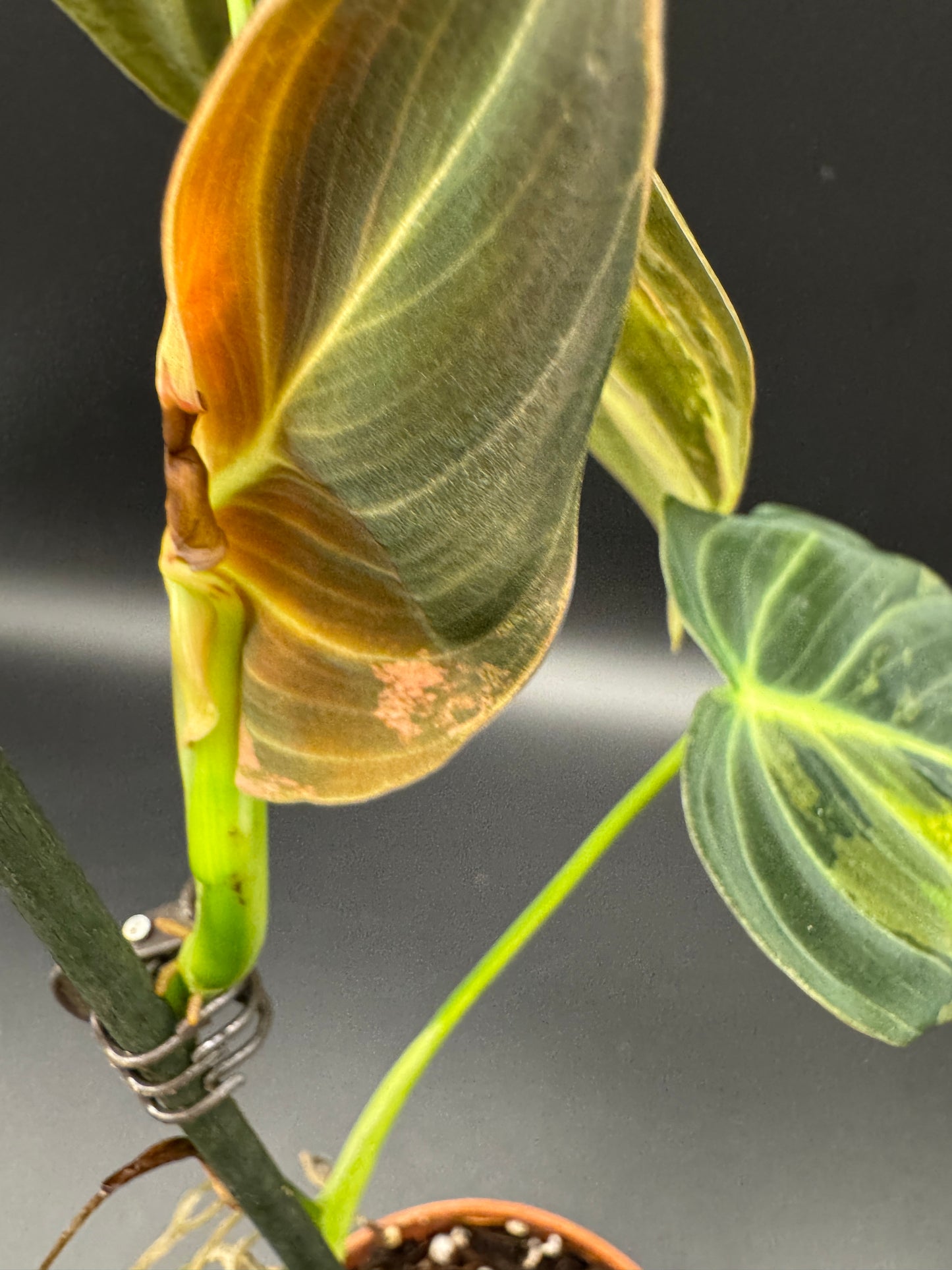 Philodendron melanochrysum variegata