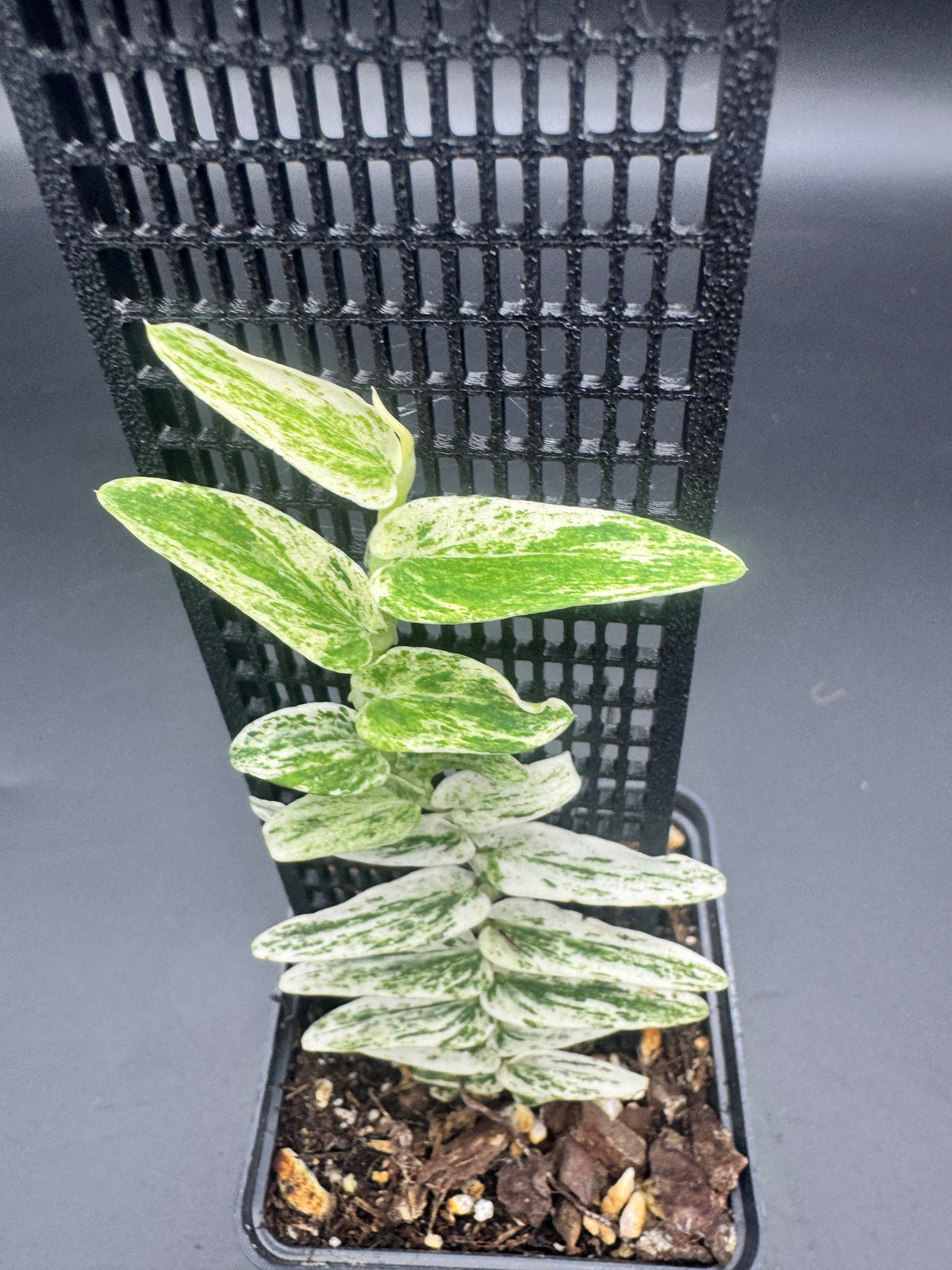 Rhaphidophora Tenuis Silver white Marble variegata