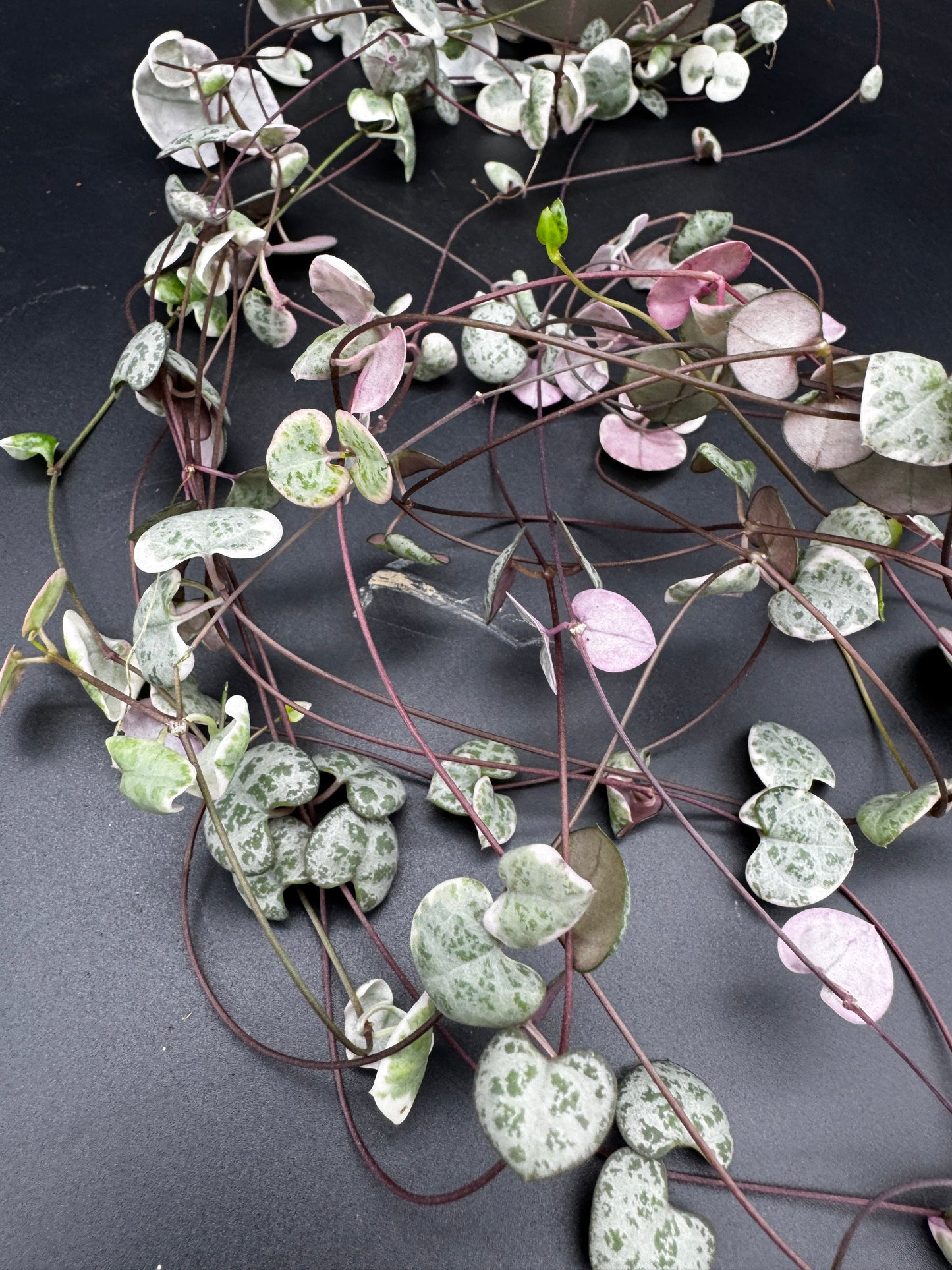 Ceropegia Woodii variegata