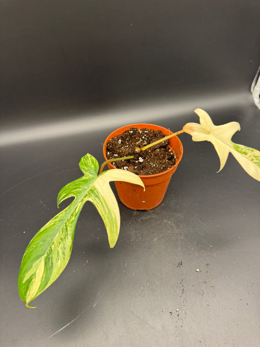 Philodendron Florida Beauty Basis