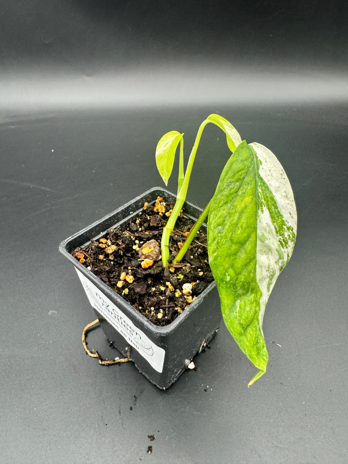 Epipremnum hanoman sp Bali
