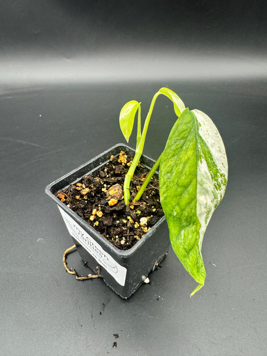 Epipremnum hanoman sp Bali