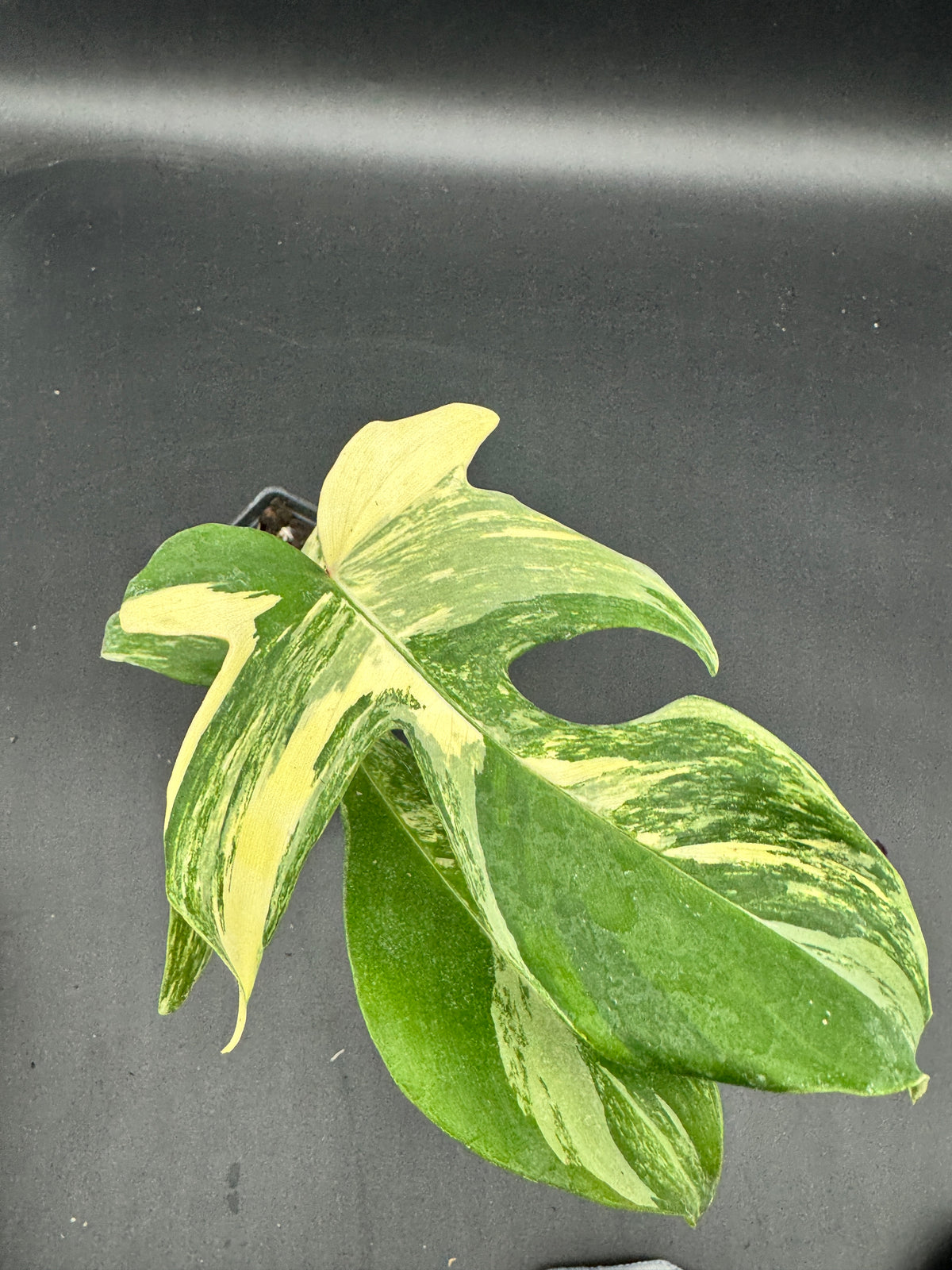 Philodendron Florida Beauty