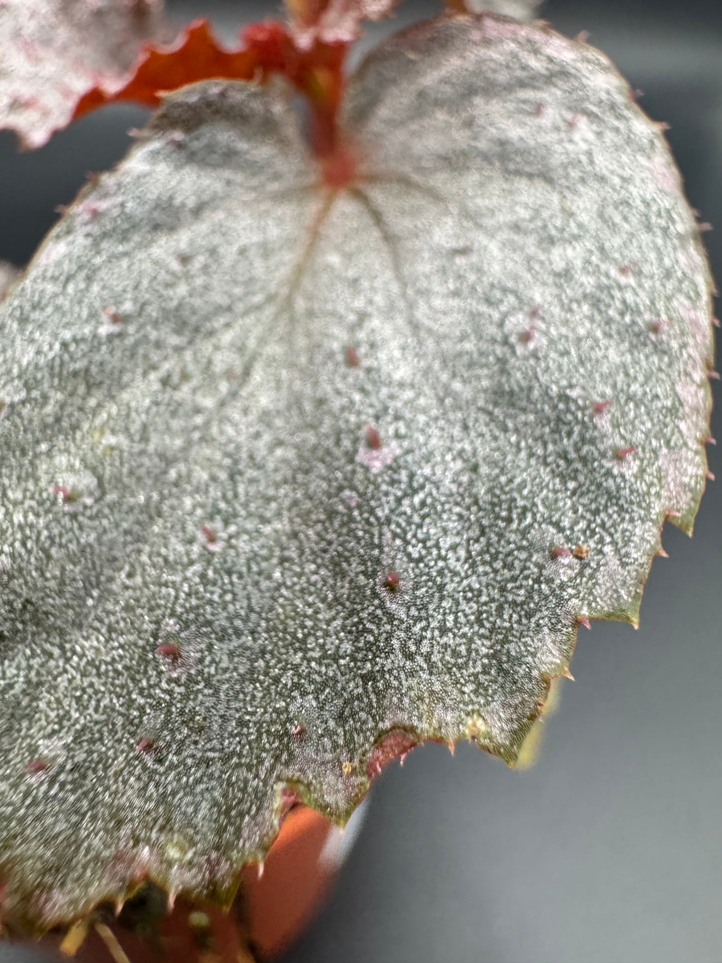 Begonia Lamriana Silver