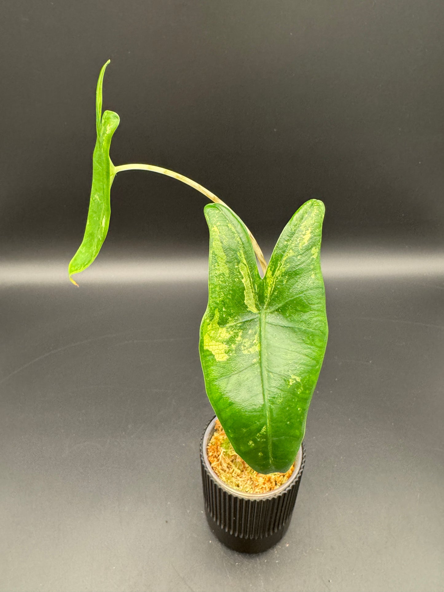 Alocasia zebrina variegata