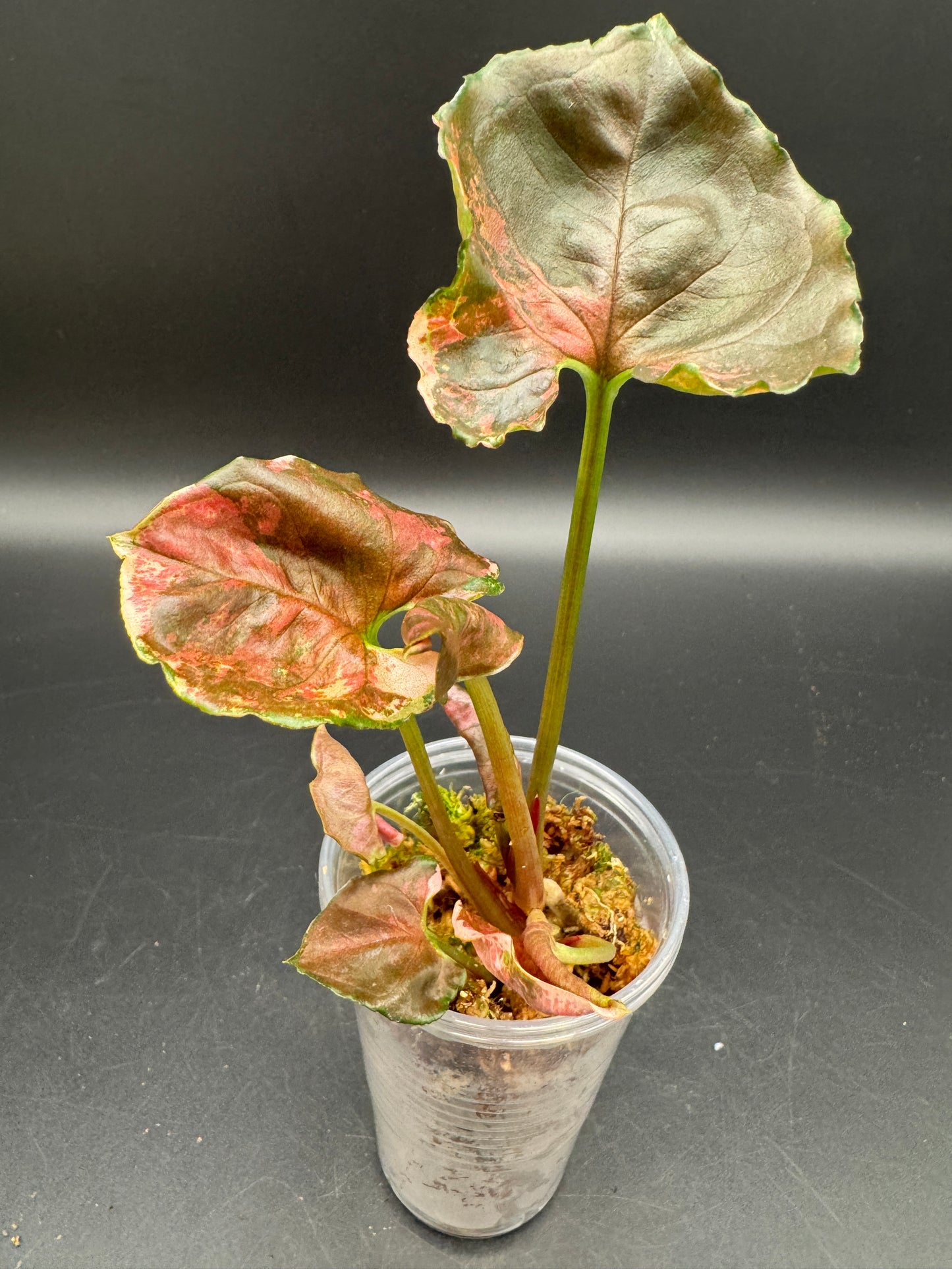 Syngonium strawberry ice Galaxy