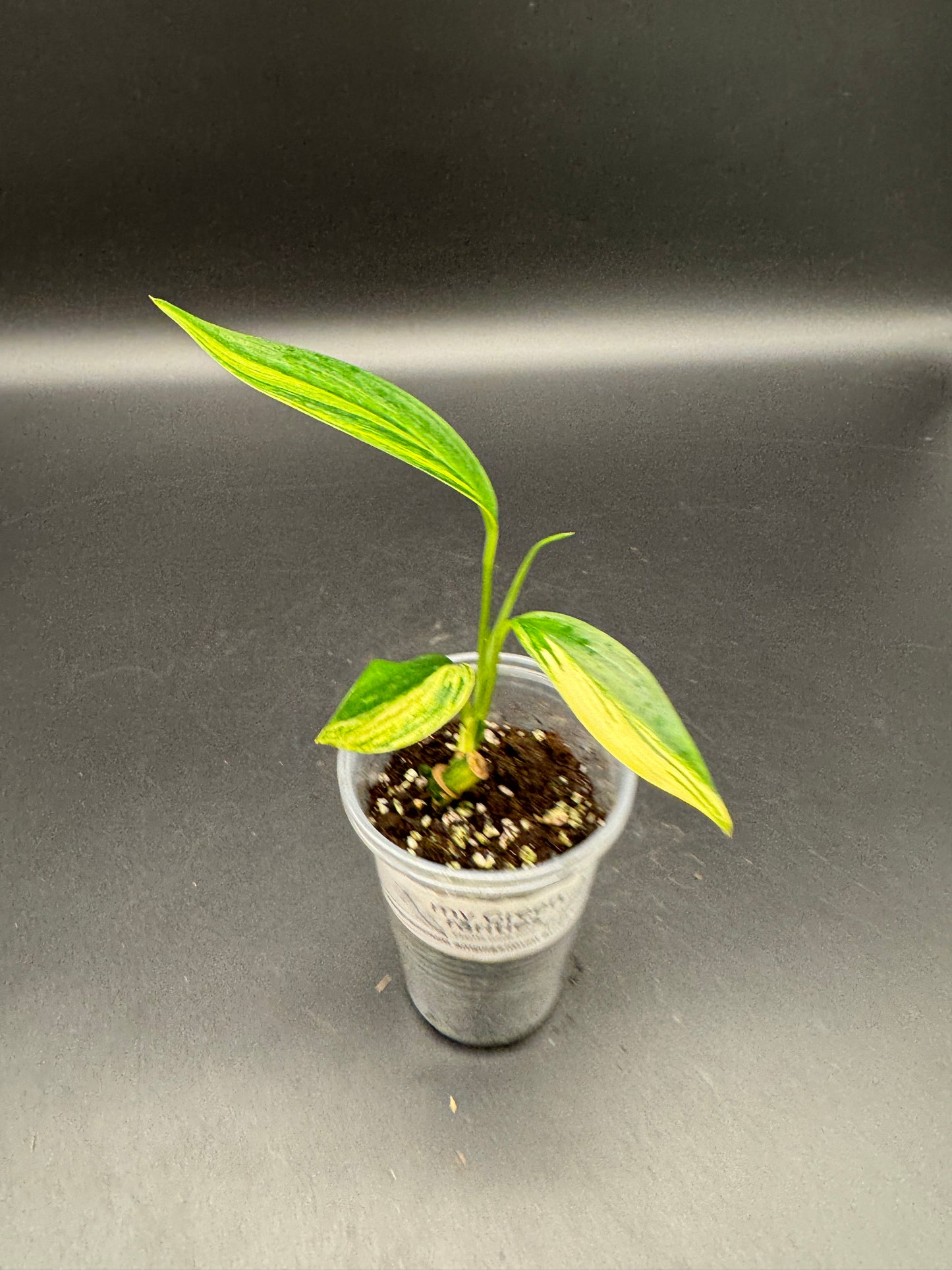 Epipremnum Amplissimum Aurea variegata