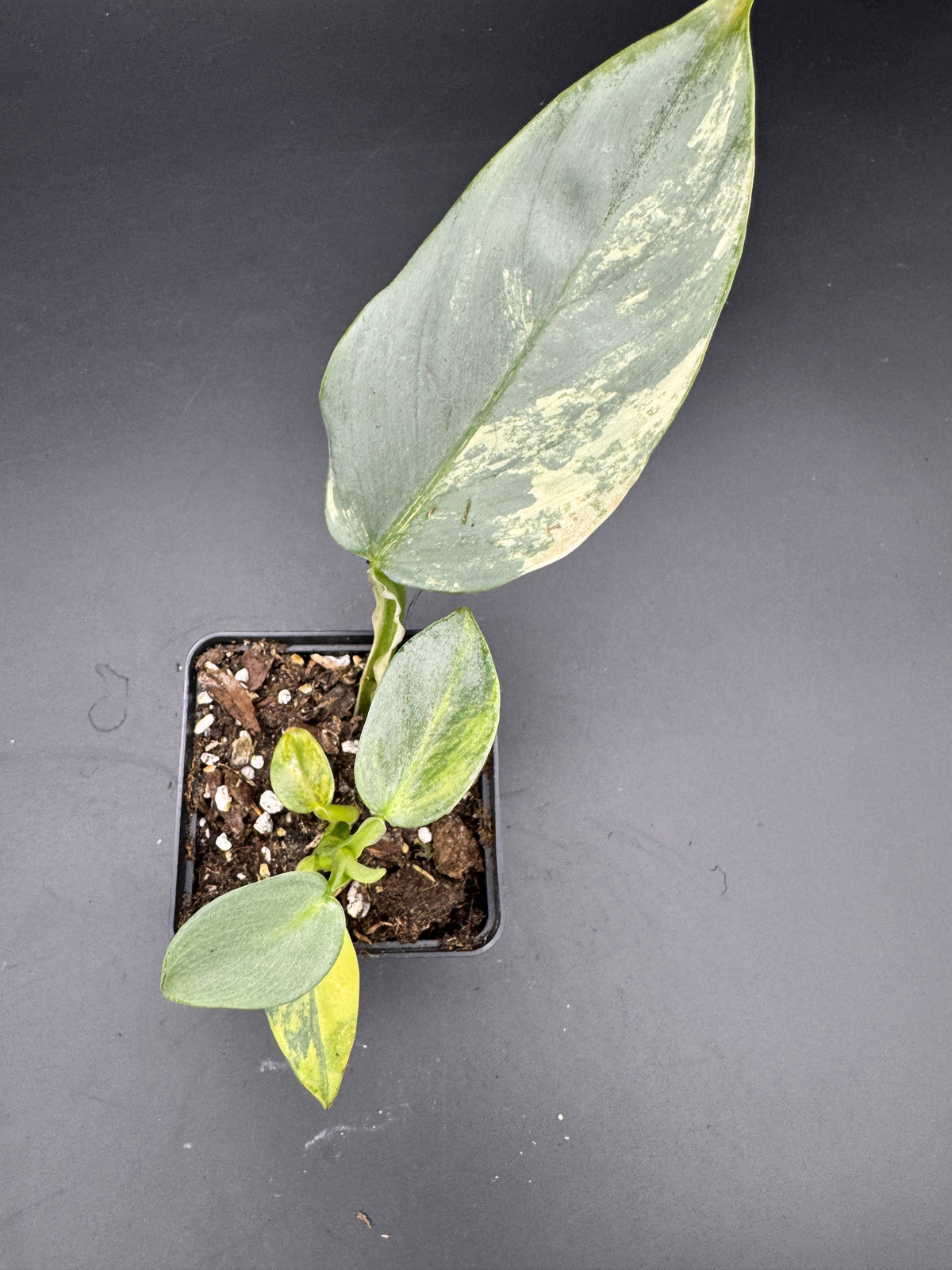 Philodendron Silver Sword variegata