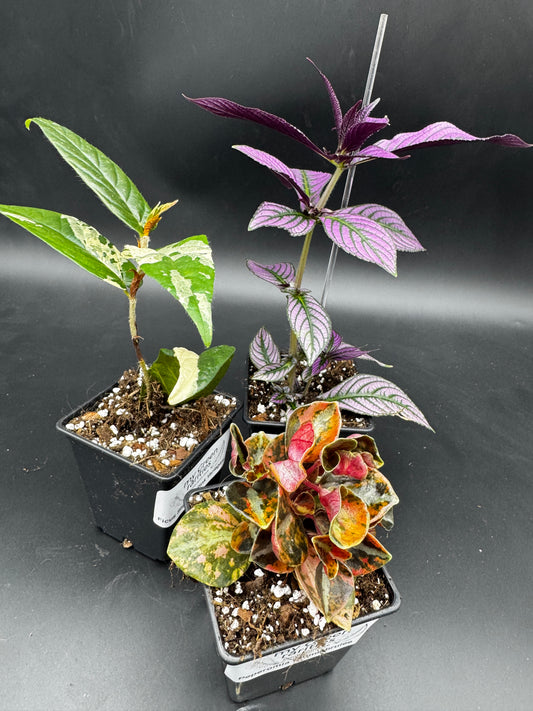 Color Splasch Set 2