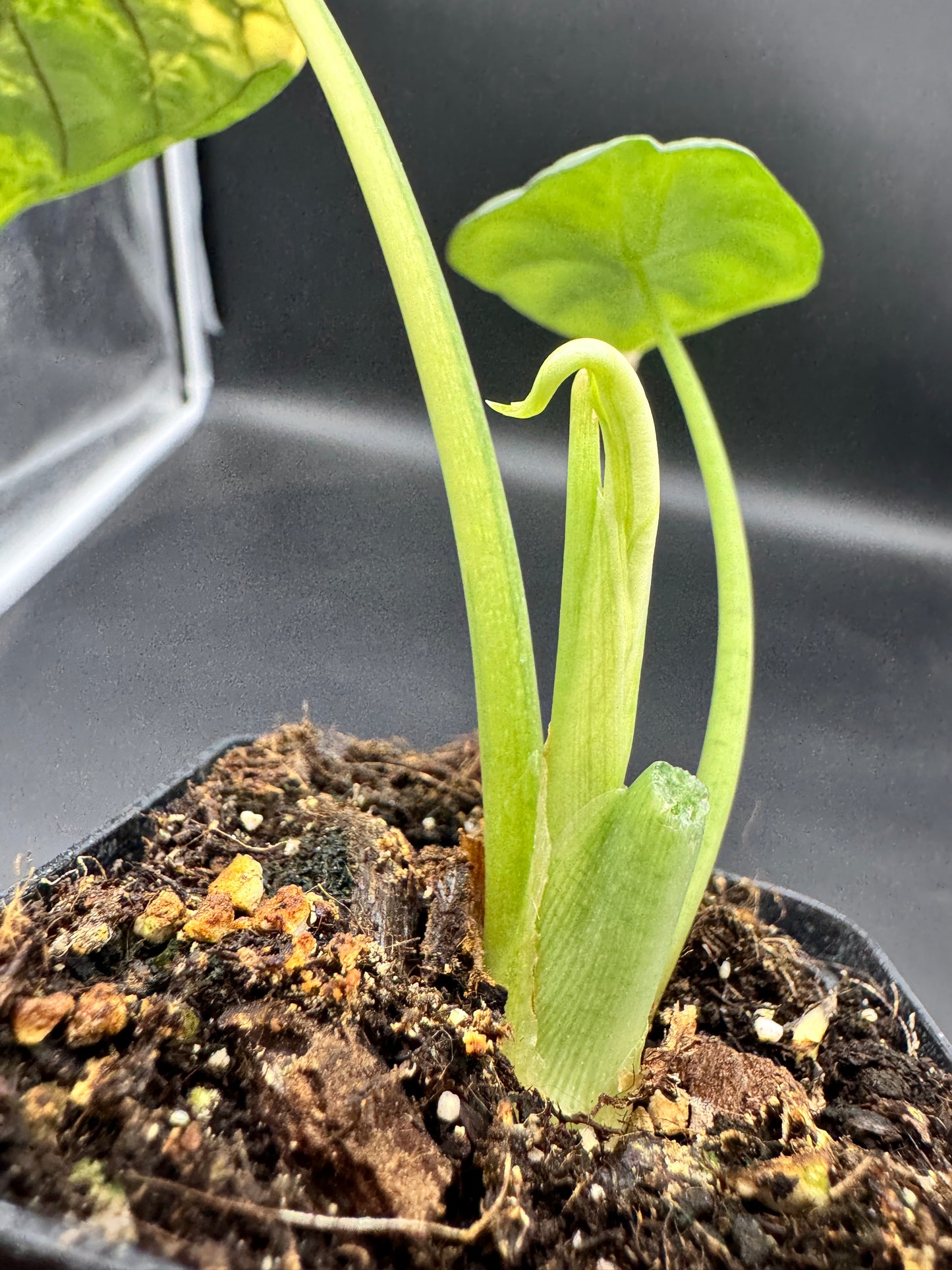 Alocasia Dragon Scale Aurea variegata