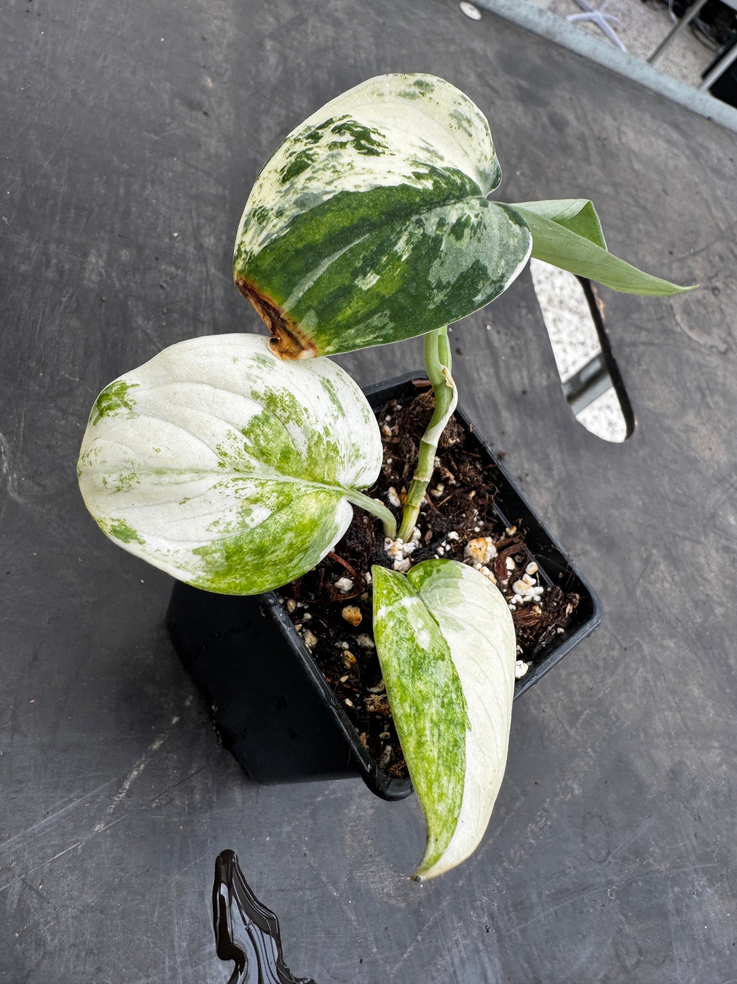 Scindapsus mangurai