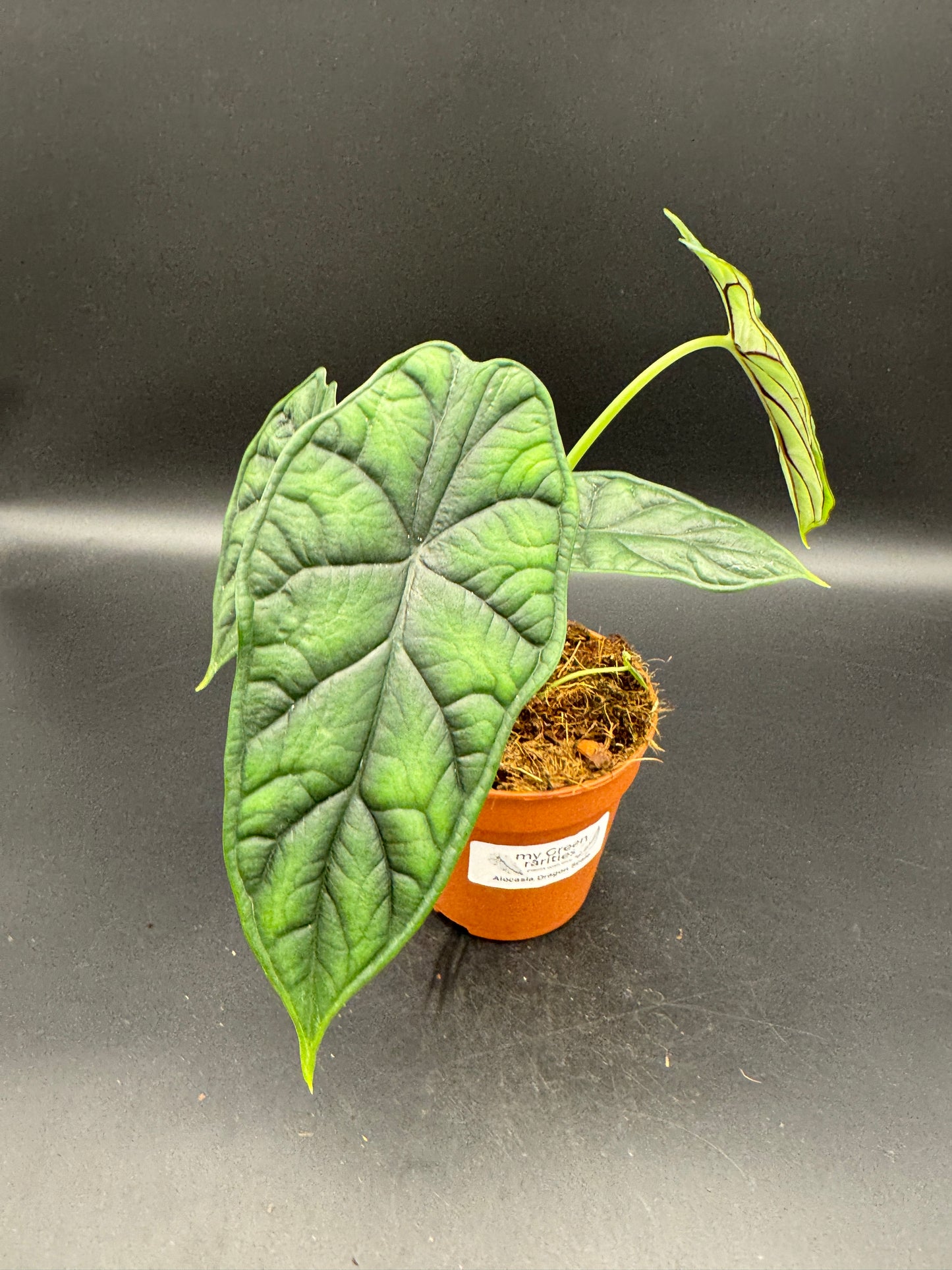 Alocasia Dragon scale