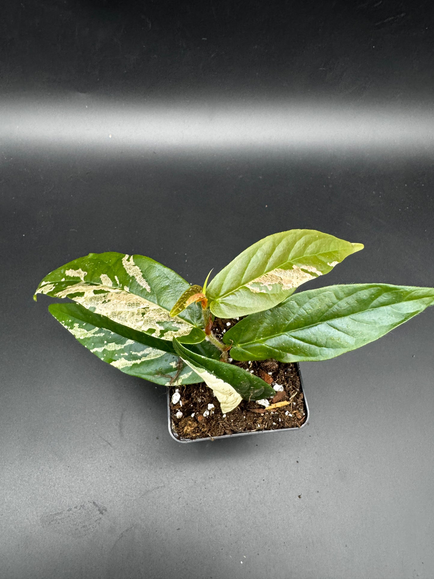 Ficus Sagittata Pink Variegata