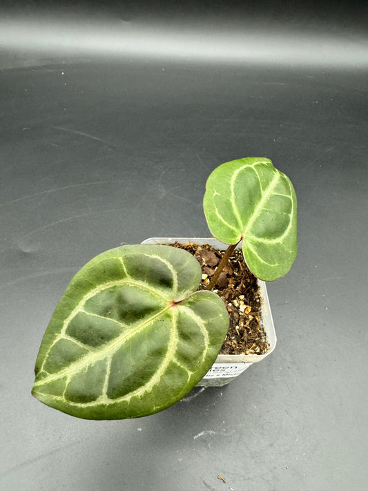 Anthurium Michelle x Michelle