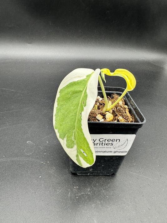 Epipremnum pinnatum Ghostie