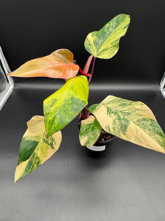 Philodendron strawberry Shake