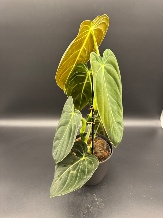 Philodendron Melanochrysum