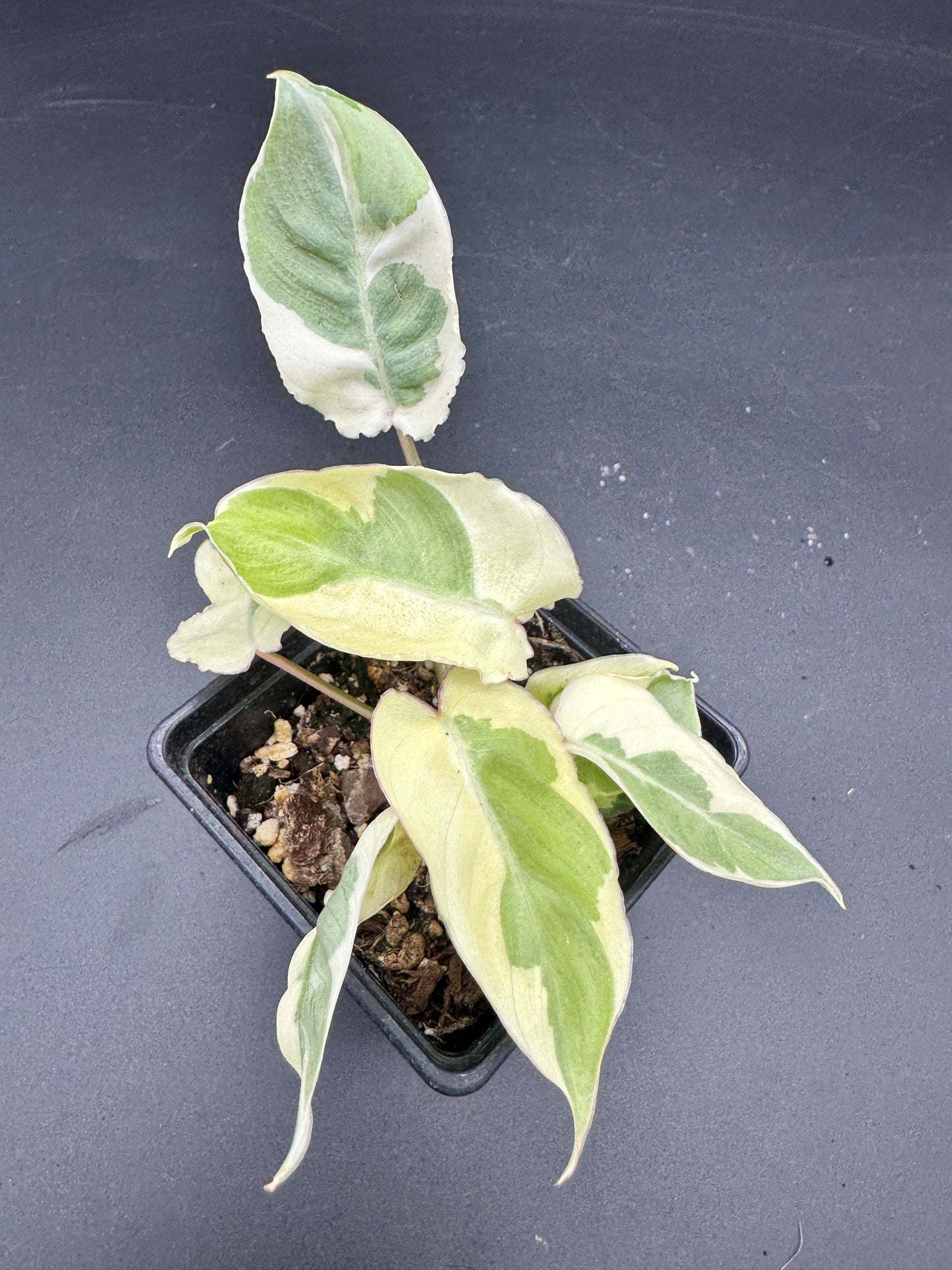 Philodendron Burle Marx white Lava
