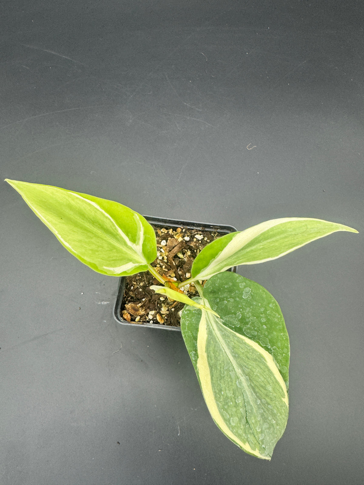 Philodendron hederaceum Rio