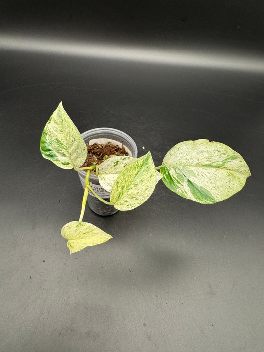 Epipremnum hanoman sp Bali