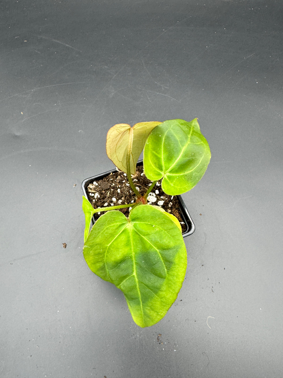 Anthurium Michelle x Black Jack
