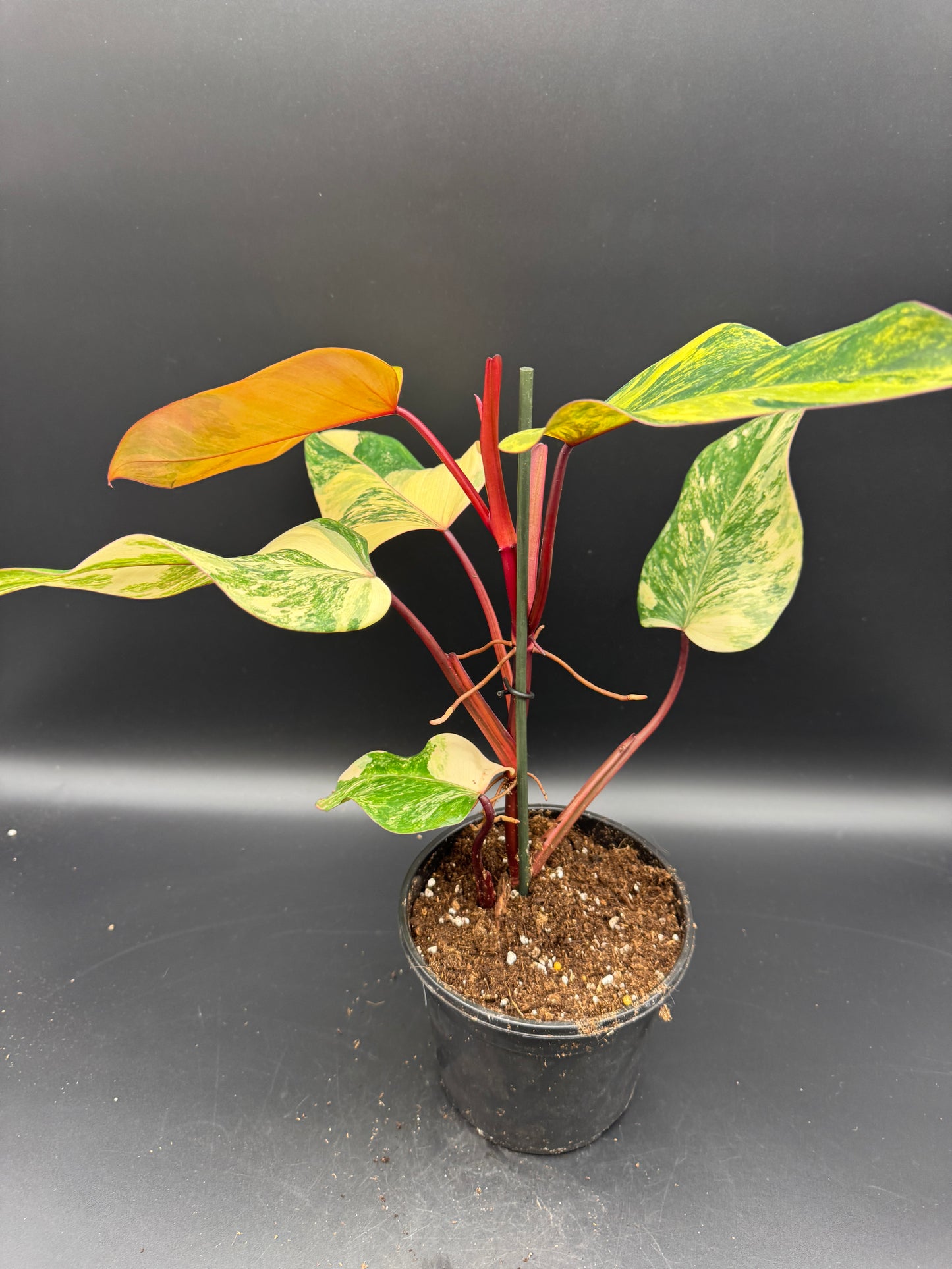 Philodendron Strawberry Shake