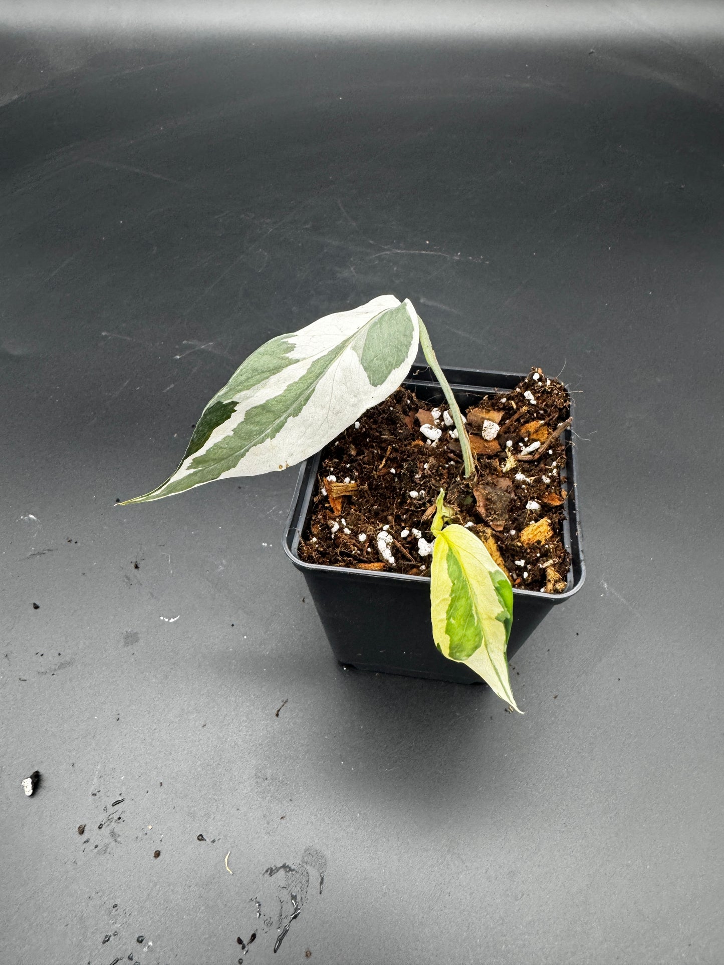 🌿 Epipremnum Collector‘s Trio
